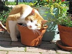 Herbs for cats