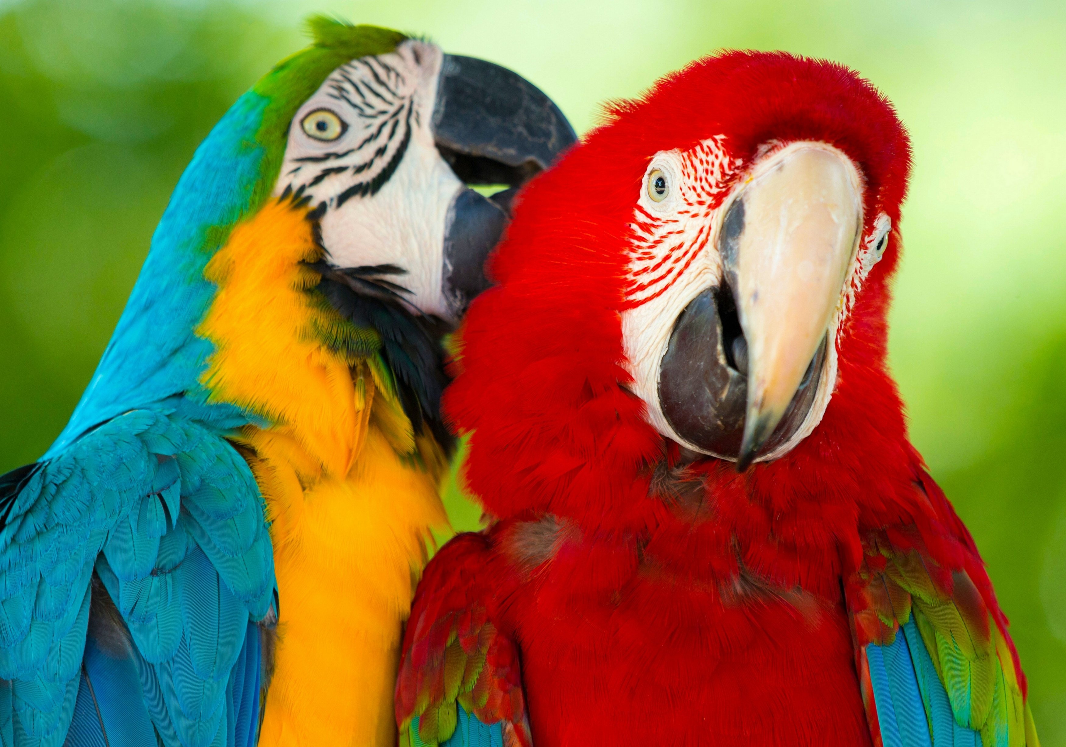 Beautiful -Parrots