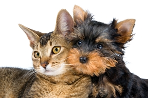 cat-and-dog