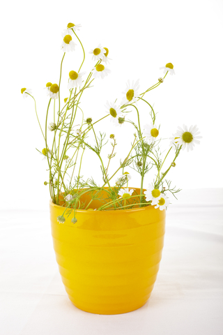 chamomile-for-nail-fungus