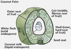 Benefits of Coconut