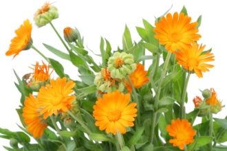 anti-inflammatory-calendula