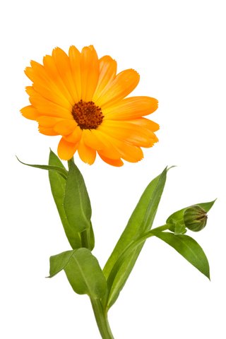 Benefits of Calendula, a page where we explore the extraordinary benefits of calendula, a vibrant herb with a rich history of healing and wellness.