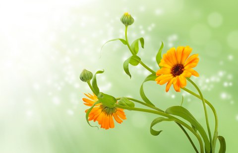 herbal-uses-for-calendula